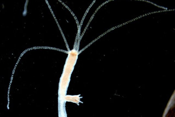 Kraken19at